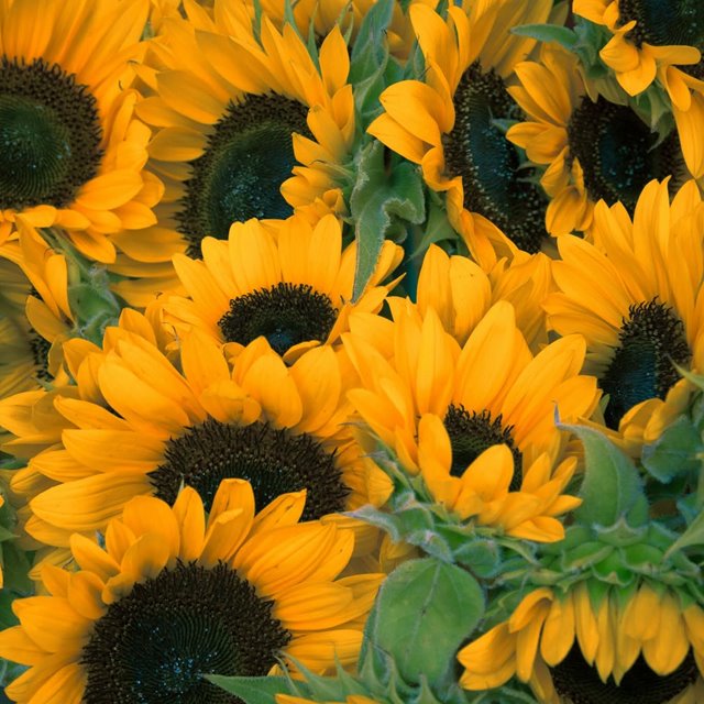 Søndag 24. august SAMLINGSDAG KL.11.00: GUDSTJENESTE