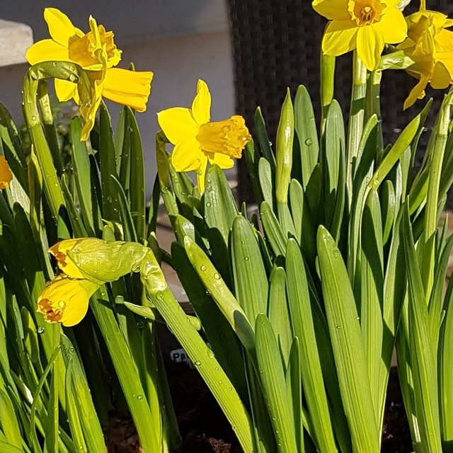 1. Påskedag, gudstjeneste