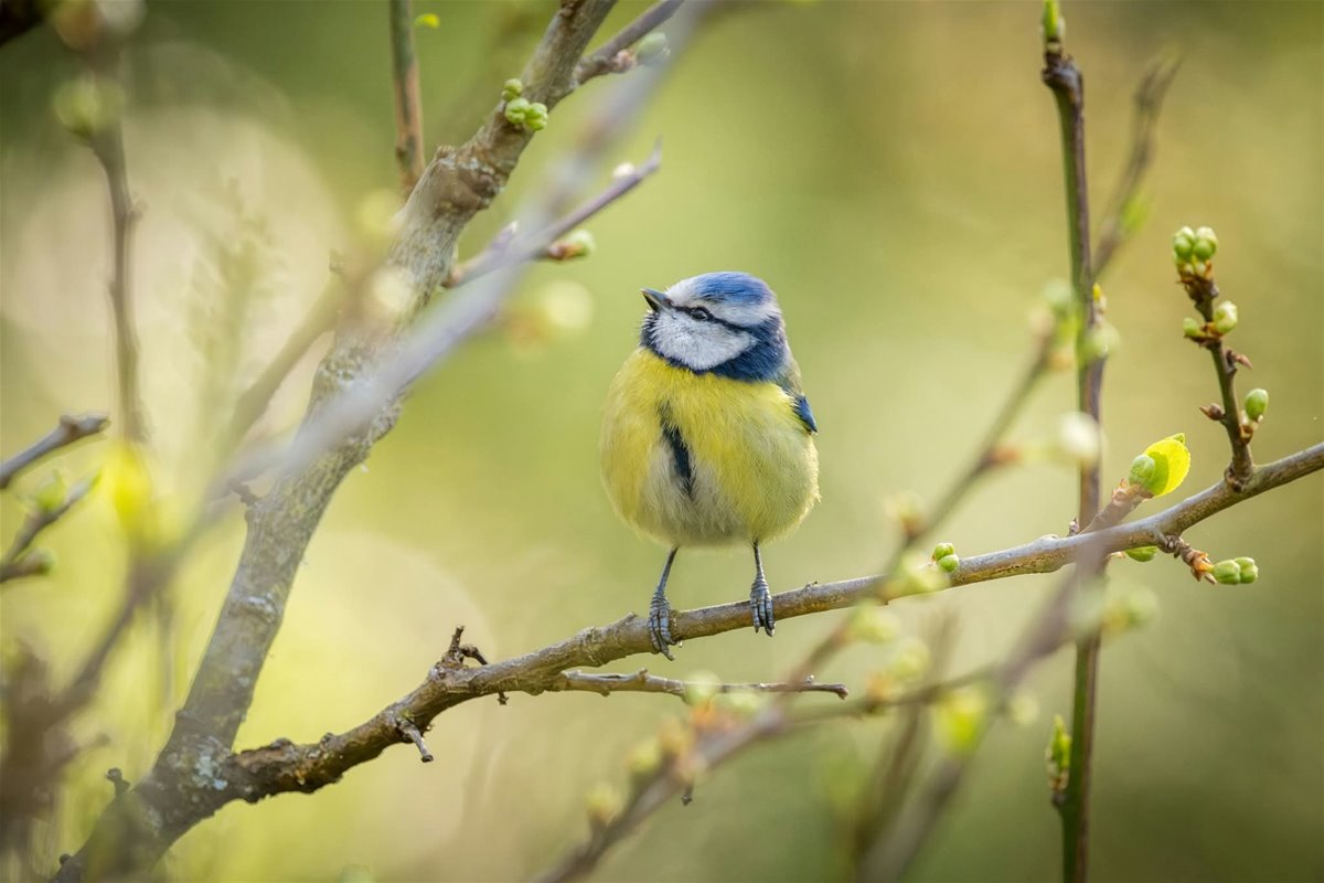 1facebook_1776179703216_7449837633918766527