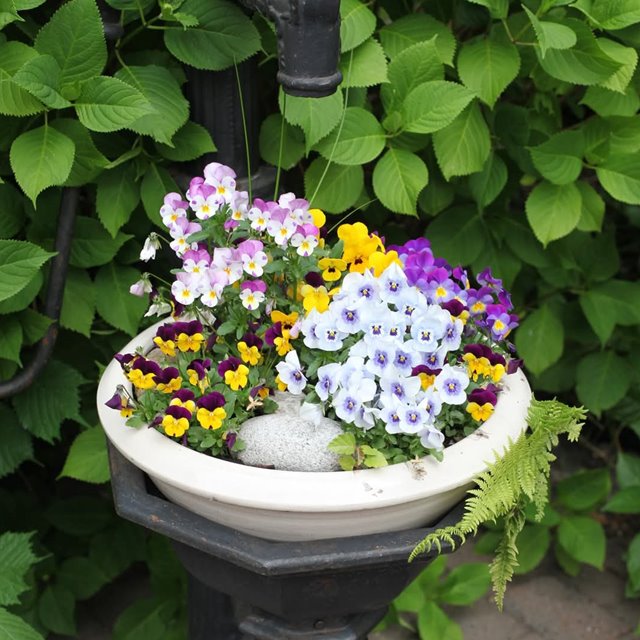 Søndag 15. juni Kl. 11.00 TAKKEDAGSGUDSTJENESTE