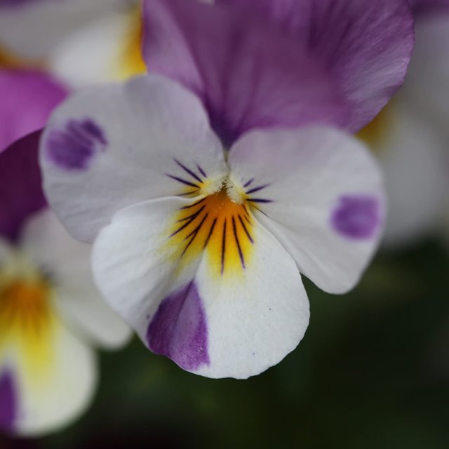 Søndag 22. juni Kl. 11.00: GUDSTJENESTE